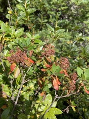 Rhododendron columbianum