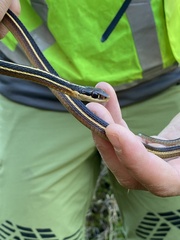 Thamnophis saurita saurita