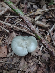 Clitocybe