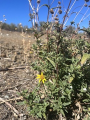 Helianthus gracilentus