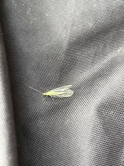 Chrysopa nigricornis