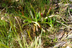 Carpobrotus modestus