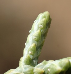 Cupressus stephensonii