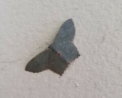 Chloropteryx tepperaria