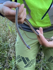Thamnophis saurita saurita