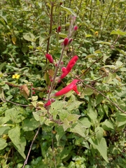 Salvia elegans