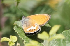 Coenonympha arcania