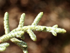 Cupressus stephensonii