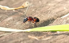 Camponotus texanus