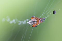 Verrucosa meridionalis