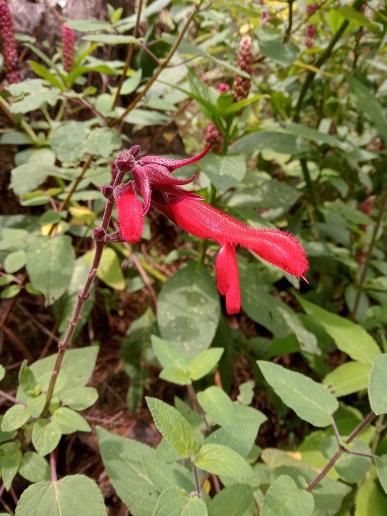 Cardinal Sage from Temascaltepec, MX-MX, MX on September 25, 2022 at 01 ...