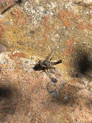 Aphoebantus conurus