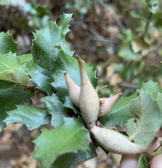 Heteroecus pacificus