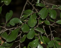 Vaccinium arboreum