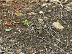 Sceloporus chrysostictus