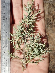 Cupressus stephensonii