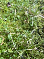 Carex nigricans