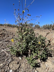 Helianthus gracilentus