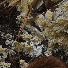 Coniophora puteana