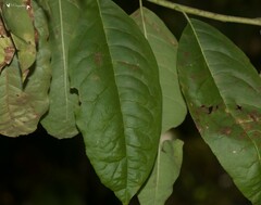 Oxydendrum arboreum