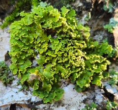 Xanthomendoza ulophyllodes