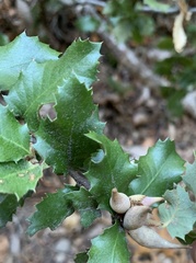 Heteroecus pacificus