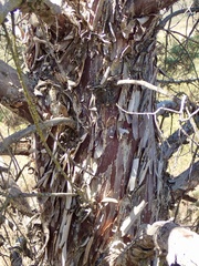 Cupressus stephensonii
