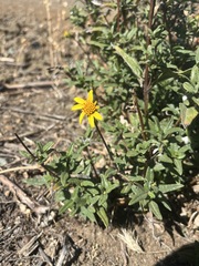 Helianthus gracilentus