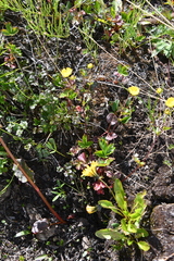 Potentilla gelida