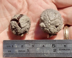 Cupressus stephensonii