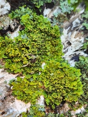 Xanthomendoza ulophyllodes