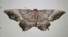 Hypagyrtis unipunctata