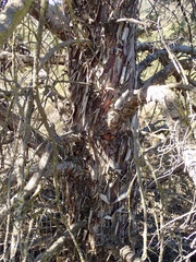 Cupressus stephensonii