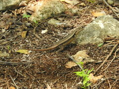 Sceloporus chrysostictus
