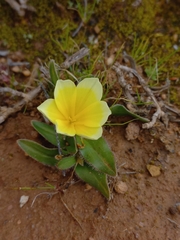 Moraea luteoalba