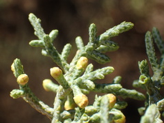 Cupressus stephensonii
