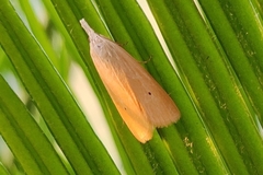 Scirpophaga