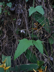 Thunbergia grandiflora