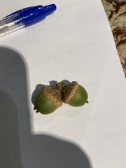 Quercus imbricaria