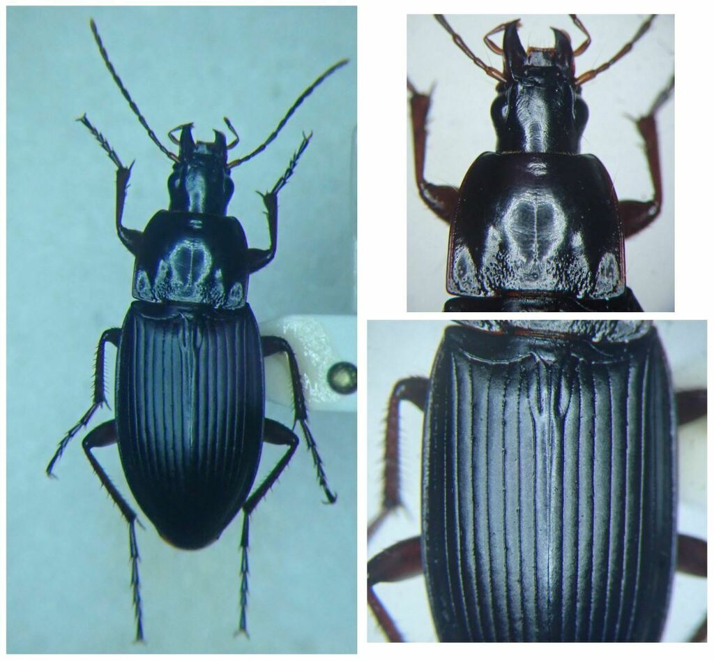Dark-footed Harp Ground Beetle