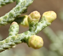 Cupressus stephensonii