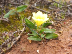 Moraea luteoalba