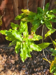 Pittosporum eugenioides