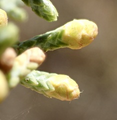 Cupressus stephensonii