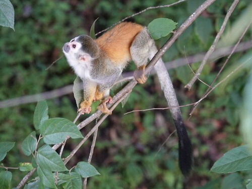 Central American Squirrel Monkey, photo 4 of 10
