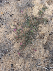 Indigofera humifusoides