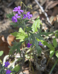 Glandularia chiricahensis