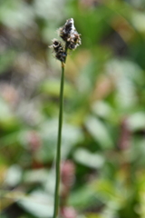 Carex holostoma