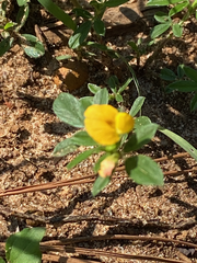 Stylosanthes biflora