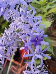 Petrea